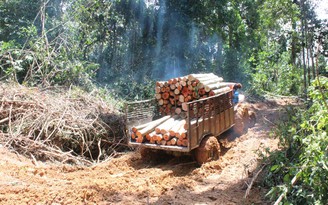 Rừng Bình Phước vẫn bị tàn phá