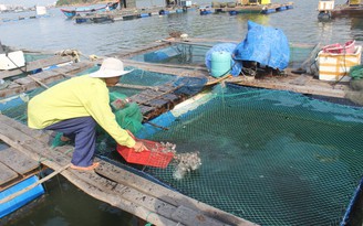 Tháng 9 mới công bố cá biển ‘Formosa’ có ăn được hay chưa
