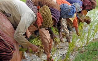 Campuchia chi 20 triệu USD để kiểm soát giá gạo