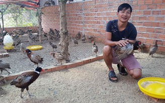 Tự tạo cơ hội: Sống khỏe nhờ nuôi chim trĩ đỏ