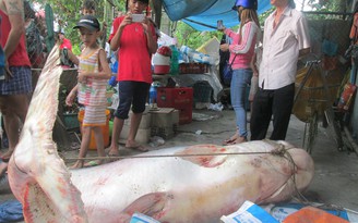 Chen chúc xem cá 'khủng' nặng trên 200kg