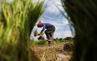 Campuchia muốn Trung Quốc sớm giúp chặn gạo rớt giá