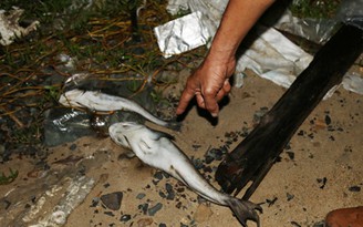 Cá chết trên sông Chà Và thiệt hại hơn 6,4 tỉ đồng