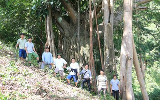 Cây đa ngàn năm tuổi ở vùng cao Tây Giang