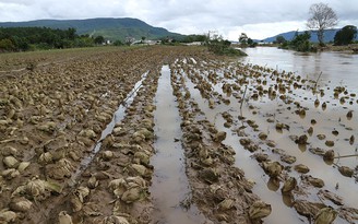 Tôm hùm ở Phú Yên, rau ở Lâm Đồng chết hàng loạt do lũ