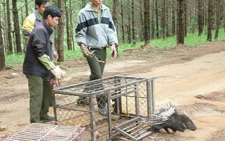 Cam kết xóa bỏ thị trường buôn bán động vật, thực vật hoang dã