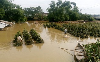 Xơ xác những vườn mai sau lũ khi Tết sắp về