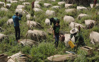 Ong ngoại làm hại ong nội ở Hà Giang