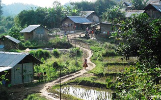 Vỡ mộng giữa đại ngàn