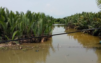 Phá 50 ha rừng dừa nước xây hồ chứa cho nhà máy giấy