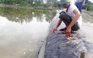 Tôm chết hàng loạt vì dịch bệnh