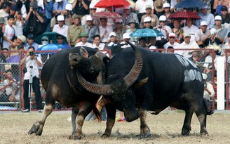 Có nên duy trì lễ hội chọi trâu?