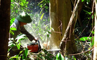 Sai phạm trong quản lý rừng tại Phú Yên: Chờ tỉnh chỉ đạo kiểm điểm