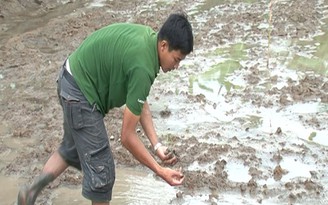 Kiên Giang: Gần 500 ha lúa bị ốc bươu vàng cắn phá