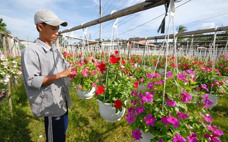 Làng hoa trong đô thị di sản