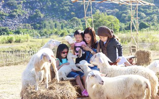 Giới trẻ thích thú với đàn cừu dưới chân núi Bà Đen