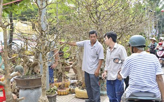 Dịch vụ cho thuê mai 'lên ngôi'