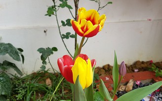 Trồng thành công hoa tulip trên đèo Sa Mù