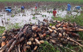 Thống nhất chuyển sang bao tiêu sen khô