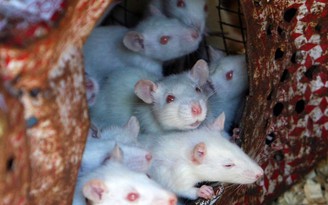 Nhiều siêu vi khuẩn kháng kháng sinh được tìm thấy trong chuột