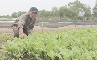 Mầm xanh trên cát