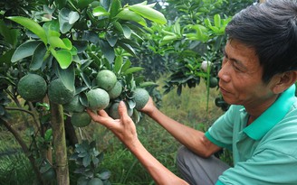 Làm giàu nhờ trồng cam sành