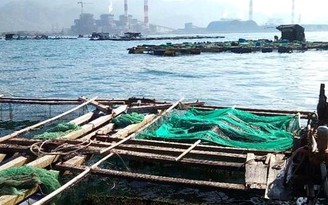 Công bố kết quả chất lượng nước khu vực cá chết hàng loạt tại Vĩnh Tân