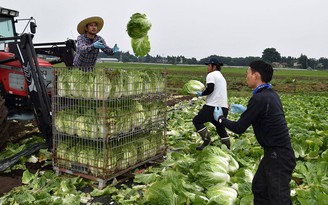 Nông nghiệp Nhật và cơ hội cho lao động nước ngoài