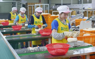 Sang Hàn Quốc làm nông thời vụ kiếm trăm triệu đồng