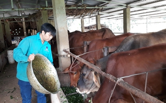 Trở thành 'triệu phú' từ mô hình nuôi bò khép kín