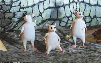 Khám phá thêm hàng trăm gien mới nhờ... 3 con chuột mù