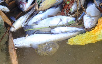 Yêu cầu xác minh cá chết do nước kênh thủy lợi ô nhiễm ở Quảng Nam
