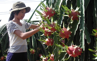 Quá ít trái cây xuất chính ngạch qua Trung Quốc