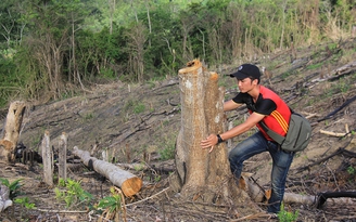 Để công ty thuộc Binh đoàn 15 phá rừng, trưởng ban quản lý rừng bị khởi tố