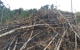 Phó chủ tịch xã ký nhận phá rừng được vô can: Khó tin!