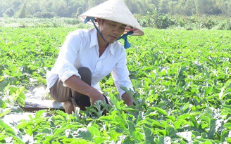 Bỏ Sài Gòn về quê làm nông dân: Đất cát bạc màu nhưng....