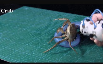 Robot bạch tuộc có thể kẹp và di chuyển nhiều vật thể