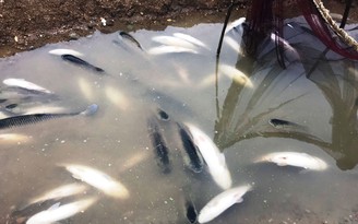 Cá nuôi lồng bè trên sông Chu chết hàng loạt
