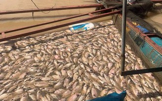 Thiệt hại hơn 1.600 tấn cá nuôi do lũ sông dâng cao