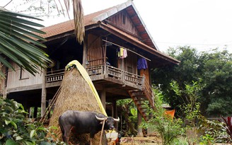 Người Thái xứ Nghệ đặt tên cho trâu: Mong mạnh mẽ như tê giác, sơn dương