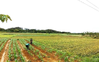 TP.HCM còn tình trạng đền bù đất công nghiệp kiểu 'da beo'