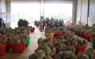 Đề nghị hỗ trợ tiêu thụ nông sản Lâm Đồng