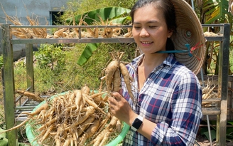 Cô gái trồng sâm bố chính thu 500 triệu đồng/tháng