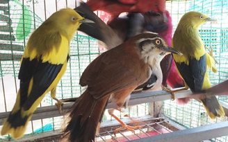 Tạm giữ 170 cá thể chim rừng bị mua bán trái phép