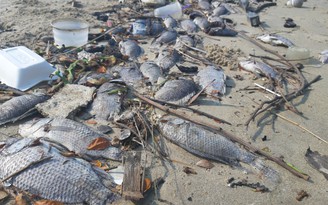 Cá chết la liệt ở cửa sông Phú Lộc và bờ vịnh Đà Nẵng