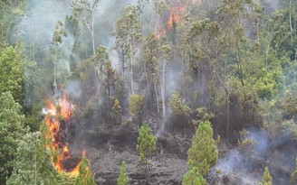 Hàng trăm người dập đám cháy rừng bạch đàn ở Đà Nẵng