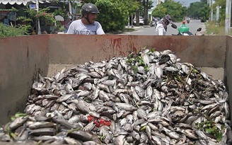 Sau mưa lớn, cá chết nổi đầy hồ điều tiết ở Đà Nẵng