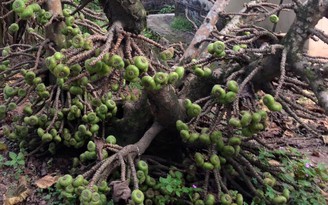 Cây vả trong vườn Huế