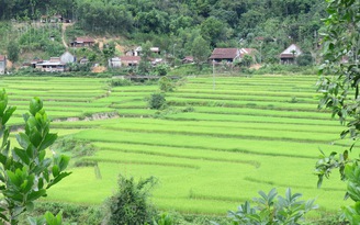 Xứ ngàn cau thương nhớ