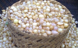 Nỗi nhớ… hành chăm